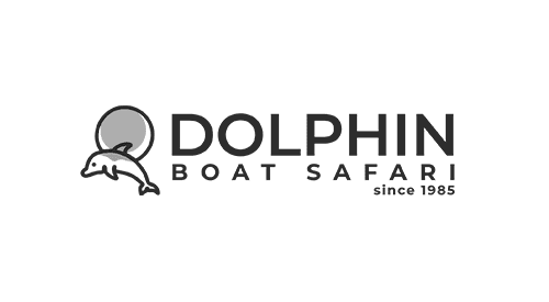 Dolphin Boat Safari